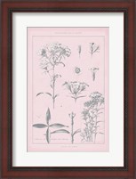 Framed Rose Quartz Phlox