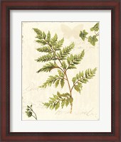 Framed Ivies and Ferns I no Dragonfly