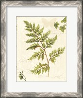 Framed Ivies and Ferns I no Dragonfly