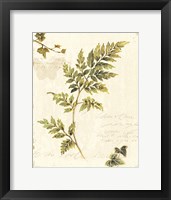Ivies and Ferns III no Dragonfly Framed Print