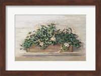 Framed Market Geraniums Crop