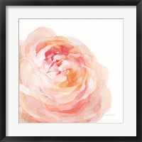 Framed Garden Rose on White Crop