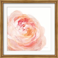 Framed Garden Rose on White Crop