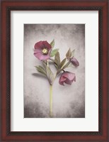 Framed Vintage Hellebore Study V