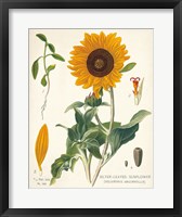 Framed Sunflower Chart on Ivory
