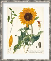 Framed Sunflower Chart on Ivory