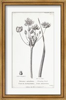 Framed Conversations on Botany II