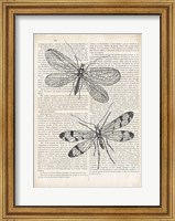 Framed Vintage Dragonflies on Newsprint