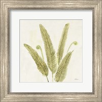 Framed Forest Ferns II v2