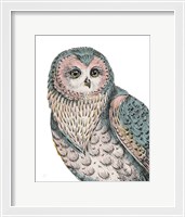 Framed Beautiful Owls IV Pastel