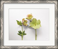 Framed Hellebore Study IV