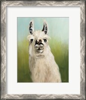 Framed Whos Your Llama I