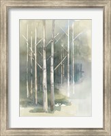Framed Birch Grove II