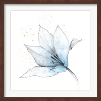 Framed Blue Graphite Flower IX
