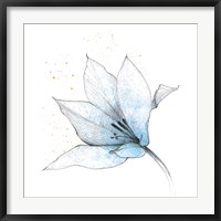 Framed Blue Graphite Flower IX