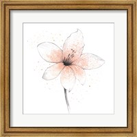 Framed Coral Graphite Flower II