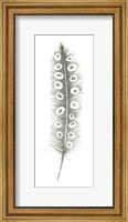 Framed Feather Sketches VII