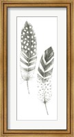 Framed Feather Sketches VIII