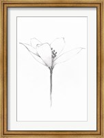 Framed Pencil Floral XI