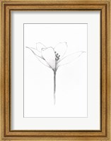 Framed Pencil Floral XI