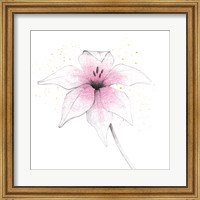 Framed Pink Graphite Flower V