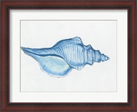 Framed Navy Conch Shell
