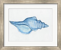 Framed Navy Conch Shell
