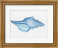 Framed Navy Conch Shell