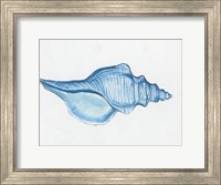 Framed Navy Conch Shell