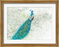 Framed Spring Peacock I
