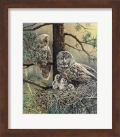 Framed Great Gray Owl  Family
