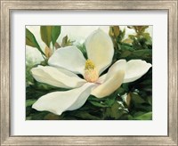 Framed Majestic Magnolia