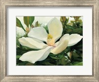 Framed Majestic Magnolia