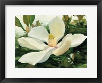Framed Majestic Magnolia