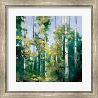 Framed Birches