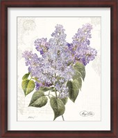 Framed May Lilac on White