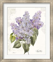 Framed May Lilac on White
