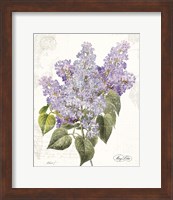 Framed May Lilac on White