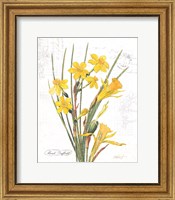 Framed March Daffodil on White