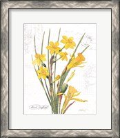 Framed March Daffodil on White