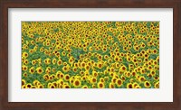 Framed Sunflower field, France