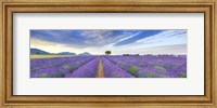 Framed Lavender Field, France