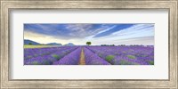 Framed Lavender Field, France