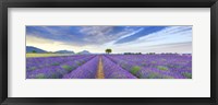 Framed Lavender Field, France