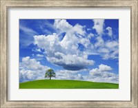 Framed Oak and clouds, Bavaria, Germany