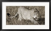 Framed Leopard Hunting