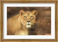 Framed Tribal Lioness