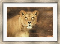 Framed Tribal Lioness