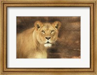 Framed Tribal Lioness