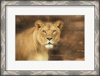 Framed Tribal Lioness